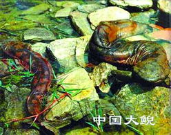 暂停餐饮经营许可证发放与畜牧渔业饲料销售 短期调控与市场影响探析