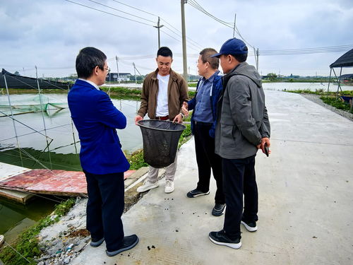 芯质发展助力水产种业振兴 畜牧兽医局与农业农村局协同推进畜牧渔业饲料销售新篇章
