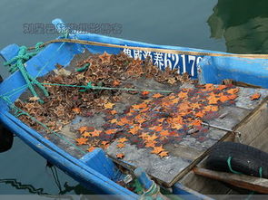 渔港静默背后的生存挑战 油贵鱼少，威海大船搁浅