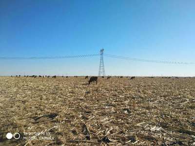 开鲁县 肥牛产业链的繁荣之路——养殖、销售与饲料供应一体化发展